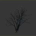 Bare Leafless Tree With Visible Trunk And Branches On Gray Background