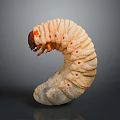 White C shaped Larva With Red Head And Orange Legs On Gray Background