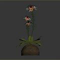 Indoor Plant With Lush Green Leaves And Colorful Flowers In Brown Ceramic Pot