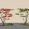 Two Arbor Trees with Red And Green Leaves in Garden Landscape With Moss And Stones