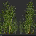 Tall Bamboo Plants With Green Leaves And Slender Stems On Dark Background