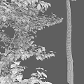 Modern gardening sketch tree elm 3d model