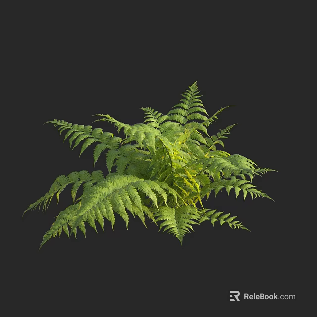 Fern Plant with Lush Green Fronds against Black Background for Home Decor 3d model 