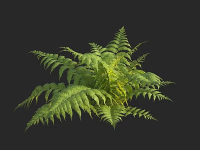 Fern Plant with Lush Green Fronds against Black Background for Home Decor 3d model