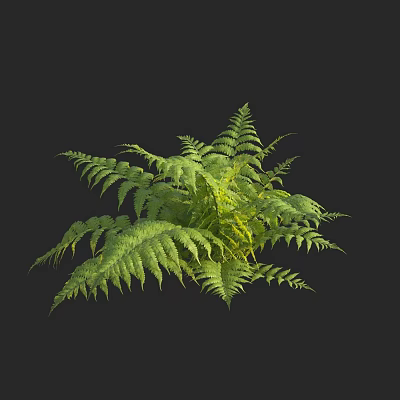 Modern Venus Fern 3d model Modern Venus Fern 3d model