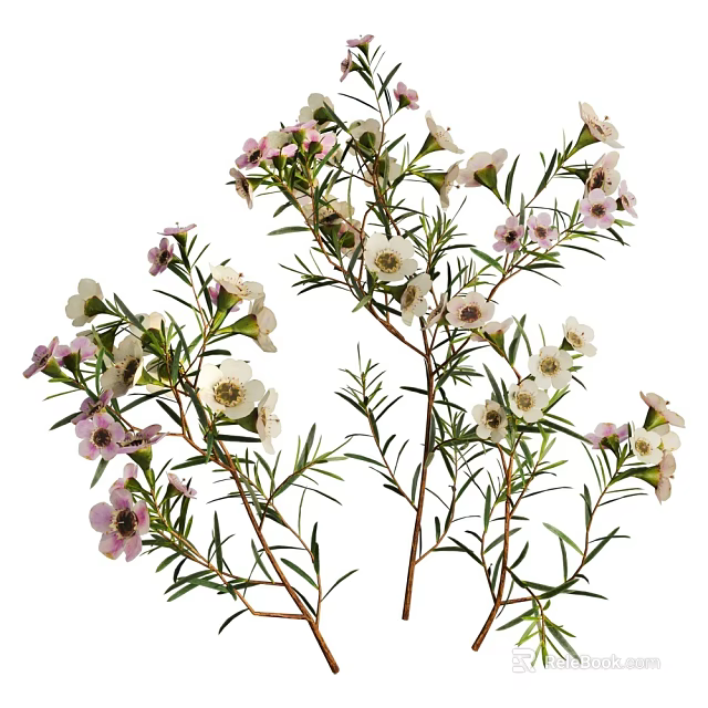 Fresh Plants with White and Pink Small Flowers and Slender Green Leaves on White Background 3d model 