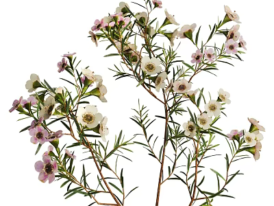 Fresh Plants with White and Pink Small Flowers and Slender Green Leaves on White Background 3d model