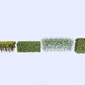 Various Shrub Types with Lush Green Foliage and Distinct Growth Habits