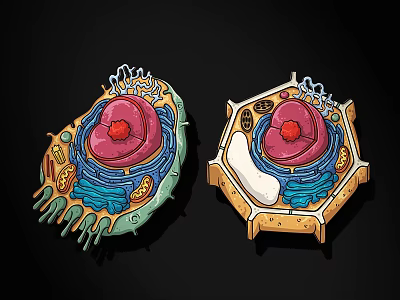 Animal and Plant Cell Structure Diagram with Nucleus Organelles and Membrane 3d model