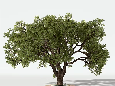Lush Green Arbor With Dense Foliage Strong Trunk And Natural Canopy 3d model