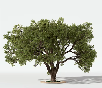 Modern Tree Trees Green Planting 3d model Modern Tree Trees Green Planting 3d model