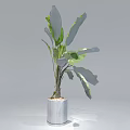 Potted Plant with Large Green Leaves in Grey Cylindrical Pot for Indoor Decor