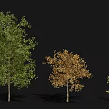 Tall Leafy Trees With Green And Golden Foliage In Varied Sizes