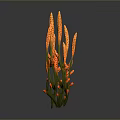 Orange Decorative Plants With Slender Stems And Yellow Spots For Indoor