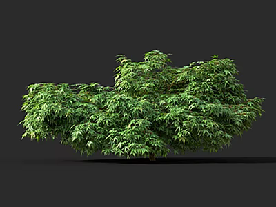 Lush Green Tree With Dense Vibrant Leaves And Full Canopy Isolated On Dark Background 3d model