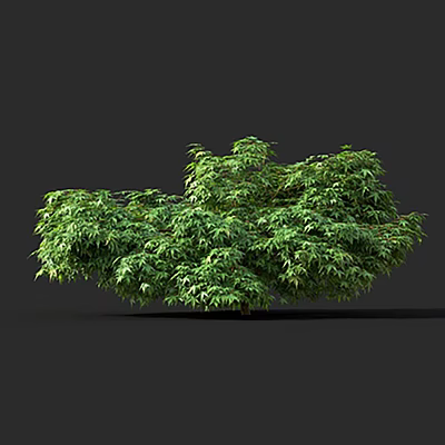 Lush Green Tree With Dense Vibrant Leaves And Full Canopy Isolated On Dark Background 3d model