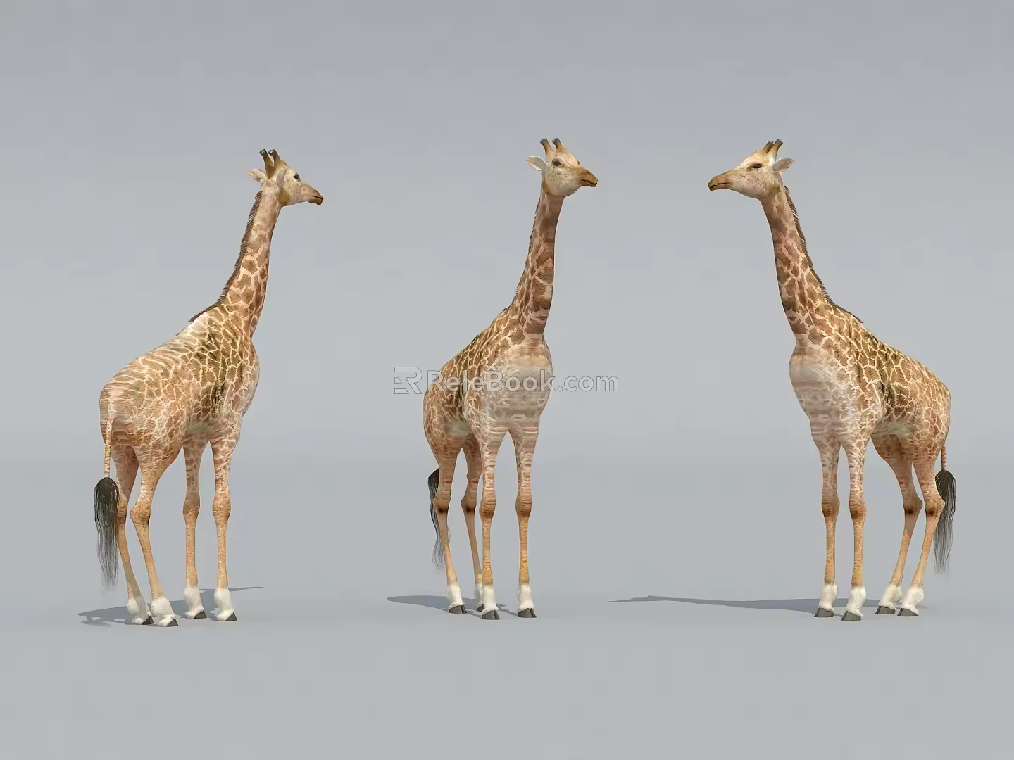 Giraffe Zoo Giraffe 3d model