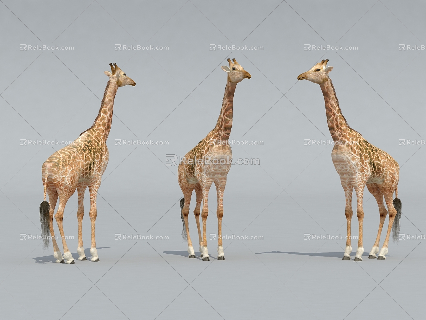 Giraffe Zoo Giraffe 3d model