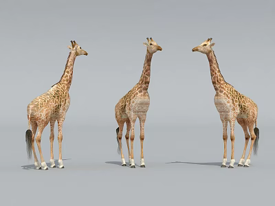Three Giraffes Standing On Gray Background With Long Necks And Spotted Coats 3d model