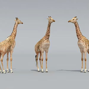 Giraffe Zoo Giraffe 3d model