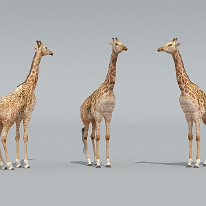 Giraffe Zoo Giraffe 3d model