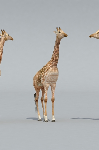 Giraffe Zoo Giraffe 3d model