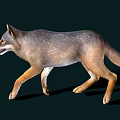Gray And Brown Wolf Front View Standing On Dark Background With Shadow