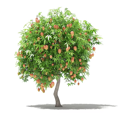 fruit tree 3d model