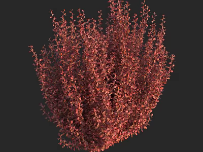 Bushy Red Shrub Featuring Lush Dense Foliage And Vibrant Leaf Tones 3d model