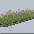 Green Grass With White Slender Spikes Planted In Long Rectangular Gray Stone Border 3d model