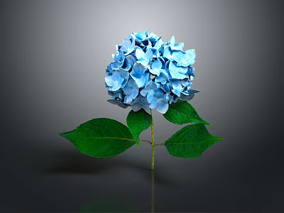 Blue Hydrangea Flower With Green Leaves On Gray Background And Reflection 3d model