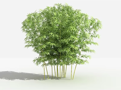 Lush Green Bamboo Plant With Dense Foliage And Tall Clumping Stems 3d model
