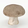 Fresh Brown Cap Mushroom With White Stem Isolated On White Background 3d model