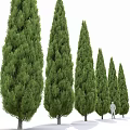 Tall Evergreen Trees For Garden Landscaping With Green Foliage