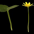 Vibrant Plant With Yellow Flower And Green Veined Leaf On Black Background