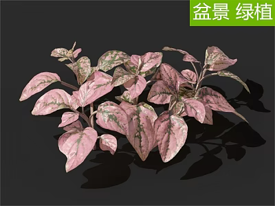 Pink Green Leafy Bonsai Plants With Variegated Foliage For Indoor Decor 3d model