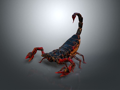 Five Striped Scorpion Karoleni Scorpion Italian Scorpion Mexican Scorpion Soves Scorpion East Asian Piners Scorpion model