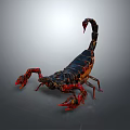 Vibrant Reptile Scorpion With Red Pincers Black Exoskeleton And Curved Stinger Tail