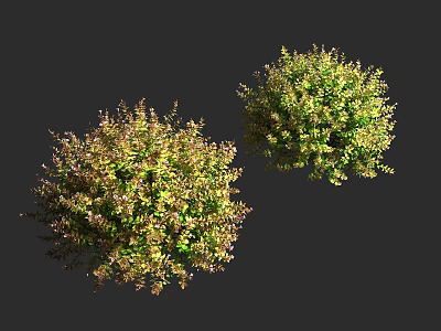 Ornamental Round Shaped Shrubs With Green And Brown Foliage For Garden Landscaping 3d model