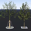 Various Tree Pit Designs For Urban Landscaping With Different Shapes And Structures 3d model