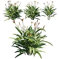 Potted Garden Plants With Green Long Leaves And Orange Flower Stems