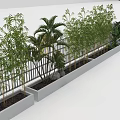 Bamboo Plants In Rectangular Planters With Palm Trees And Outdoor Railing 3d model
