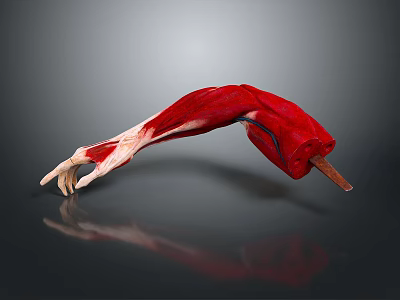 Man's Arm Muscle Anatomy 3D Model Showing Detailed Muscular Structure 3d model