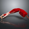 Man's Arm Muscle Anatomy 3D Model Showing Detailed Muscular Structure