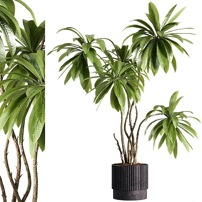 Lush Green Bonsai Potted Plant With Multiple Stems In Black Ceramic Planter 3d model