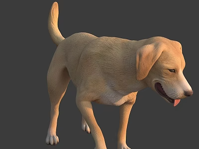 3D Rendered Yellow Labrador Dog in Standing Pose with Tongue Out 3d model