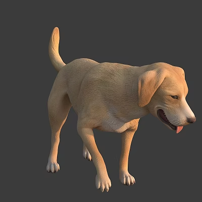 Puppy Yellow Dog Native Dog Golden retriever Labrador 3d model