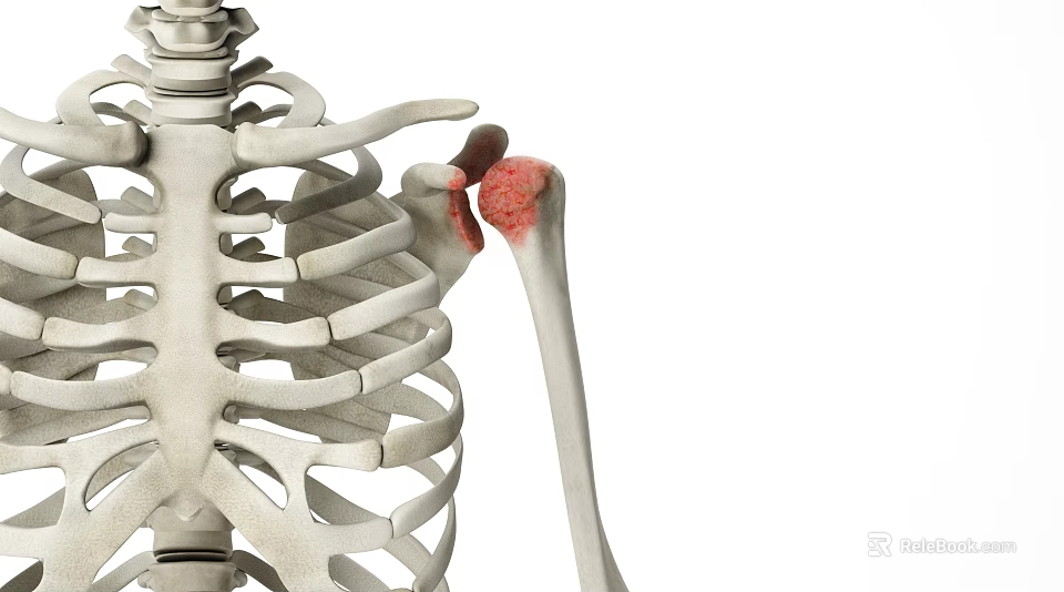 Medical Device Human Skeleton Model With Highlighted Shoulder Joint For Anatomy Education 3d model 