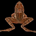 Close Up Of Brown Spotted Frog With Webbed Feet On Black Background