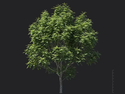 Lush Green Arbor with Dense Foliage and Strong Trunk in Natural Environment 3d model